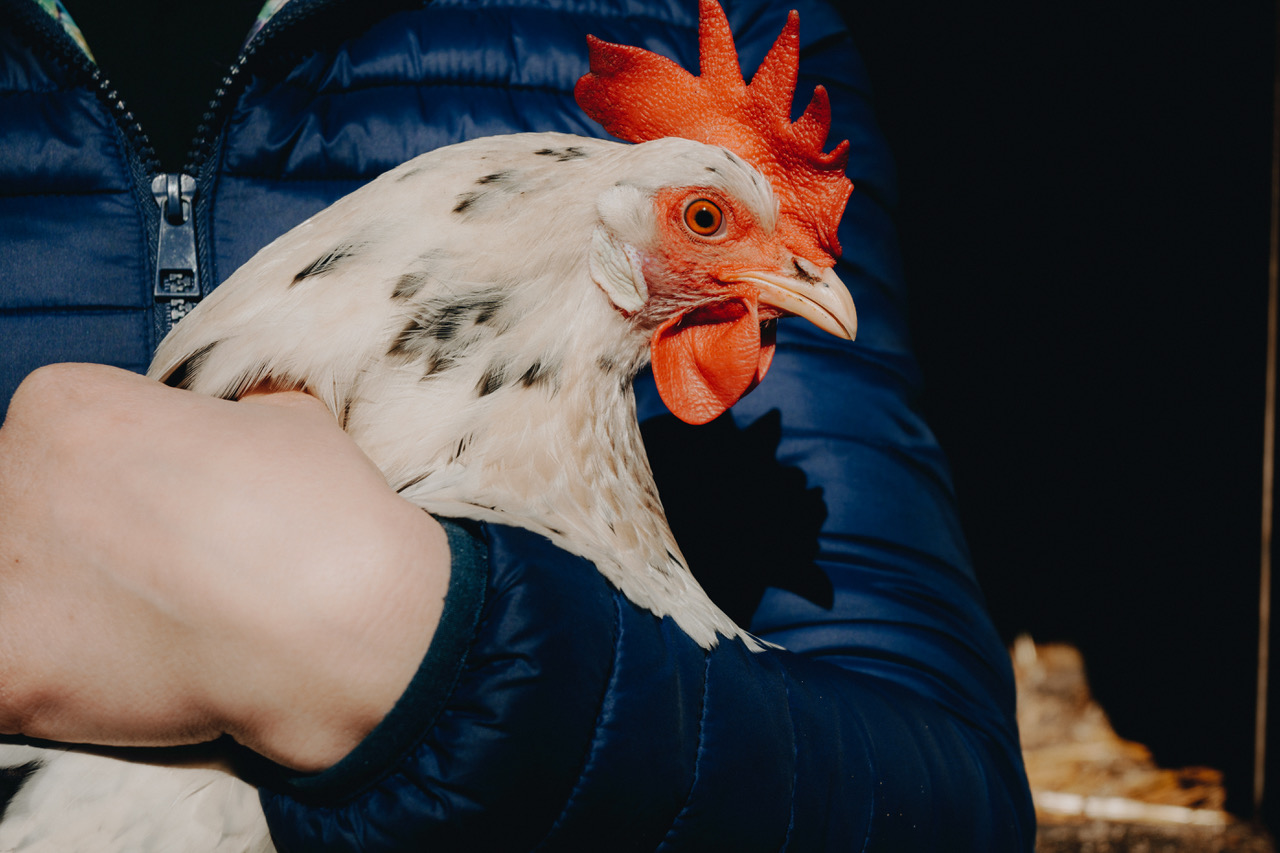 Boerderij Happinest