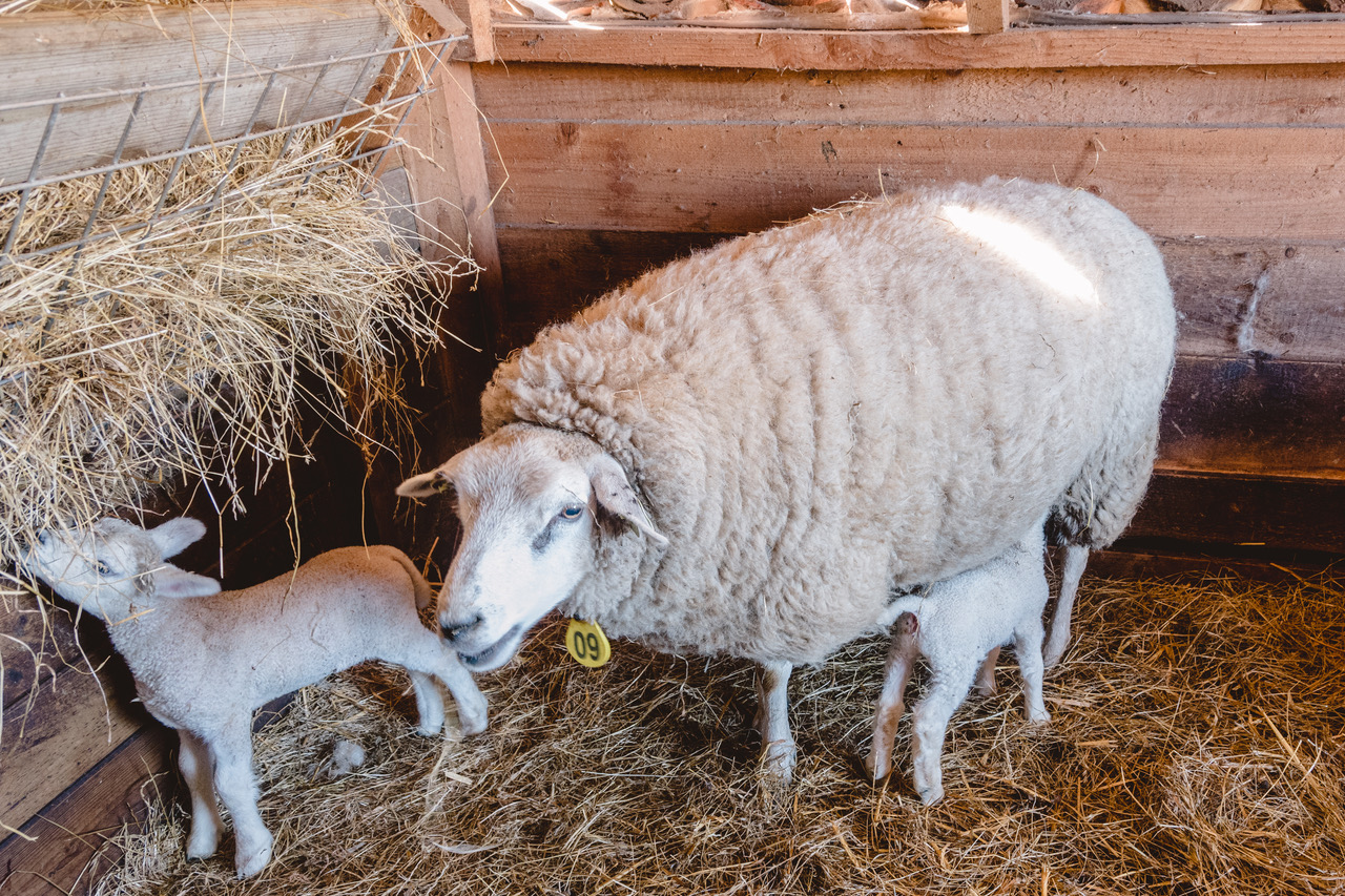 Impressie_Moederschaap_Lammetjes