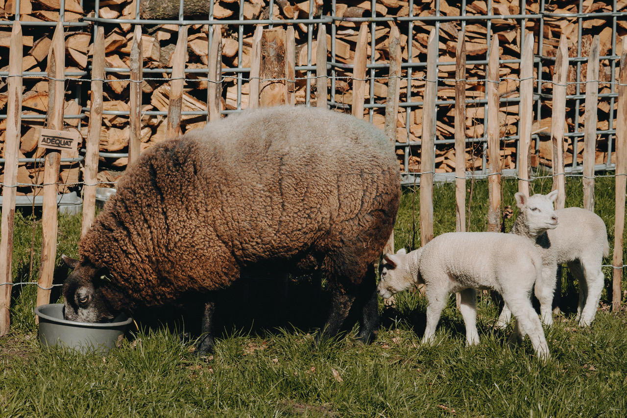 Impressie_Schaap_Lammetjes_Hekwerk